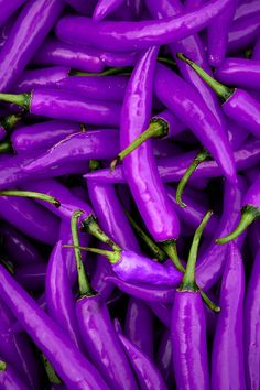 purple chilis, Mexico Purple, Pink, Berry, Purple Pepper, Pink Purple, Purple Rain, Purple Haze, Purple Aesthetic