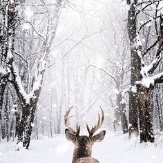 Deer, Snow, I Love Winter, Snowy