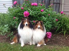 two shetland sheepdogs sitting in front of some pink flowers and green grass near a fence