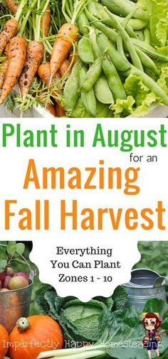 there are many different types of vegetables and plants in this book, with the title plant in august for an amazing fall harvest