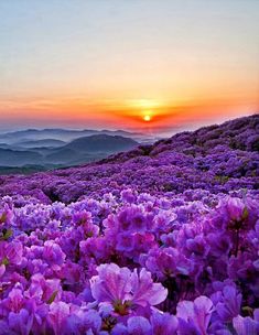 purple flowers in the foreground with mountains and sky in the background at sunset or dawn