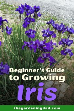 purple flowers with the title beginner's guide to growing iris
