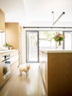 a dog is standing in the middle of a kitchen with an open door and sliding glass doors