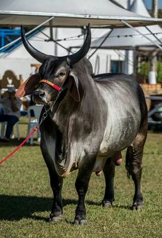 a bull with large horns standing on grass in front of a tent and some people