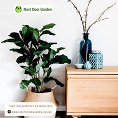 Adding plants to your bookcases, shelves, tabletops and mantles is an effortless way to bring a new energy into your space. 🌿 For more info about plants and how to help our community grow, visit us @ 🌐www.nextdoorgarden.online ☎️+61 423 092 354 📧 nxtdoorgarden@gmail.com #nextdoorgarden #houseplant #garden #hangingplants #iloveplants #plantoftheday #instaplant #plantstagram #plantlover #plantlife #plant #gardening #nature #neighborhood #flower #environtmental #sharing #freeshipping London, Organisation, Fiddle Leaf Fig Care, Fiddle Leaf Fig Tree, Fiddle Leaf Tree, Fiddle Leaf