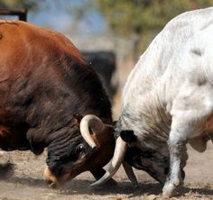 two bulls fighting each other in the dirt