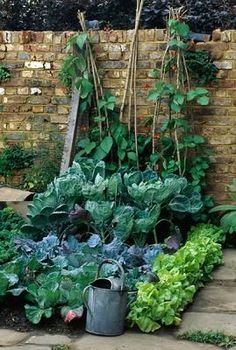 an outdoor garden with various plants growing in the ground next to a brick wall and steps leading up to it