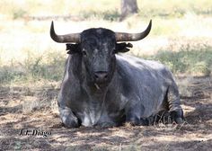 a bull with large horns laying in the dirt