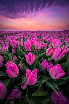a field full of pink tulips under a purple sky