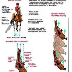 the diagram shows how to ride a horse with different positions and features on its body