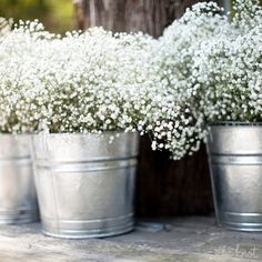 Tin Buckets of Baby's Breath Wedding Ideas, Spring Wedding, Outdoor Wedding, Garden Wedding, Country Wedding