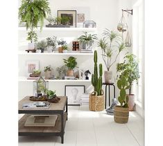 some plants are sitting on shelves above a chair