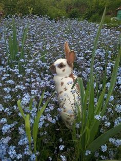 a rabbit sitting in the middle of blue flowers