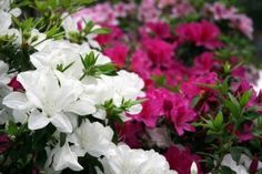 many white and pink flowers are growing together