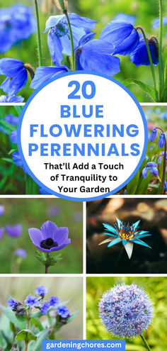20 Mesmerizing Blue Flowering Perennials for a Serene and Relaxing Garden Herb Garden, Ideas, Natural Bliss, Garden Chores, Blue Plants, Flower Gardening, Outdoor Inspirations