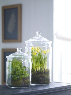 Ideas, Home Décor, Décor, Plant Shelves, Apothecary Jars Decor, Fresh Farmhouse, Decorating