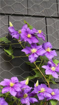 purple flowers are growing on the side of a building near a chicken wire mesh fence