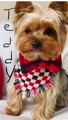 Adorable, Cute Dogs, Gatos, Cute Puppies, Perros, Dog Wallpaper, Cute Little Puppies, Animais, Cute Animals Images