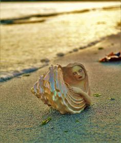 a shell sitting on top of a sandy beach next to the ocean