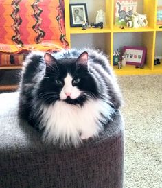 a black and white cat sitting on top of a round ottoman