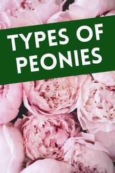 pink flowers with the words types of peonies in green overlaying them