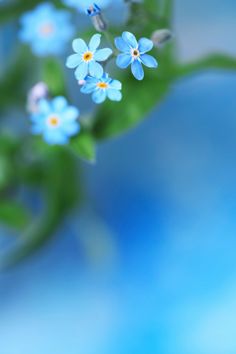 Flower Backgrounds, Blue Aesthetic, Hoa, Background, Papier, Bunga, Forget Me Nots Flowers