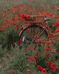 an old bicycle is parked in a field full of red flowers