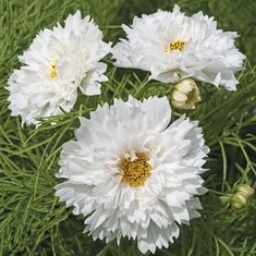 three white flowers with yellow stamens in the middle