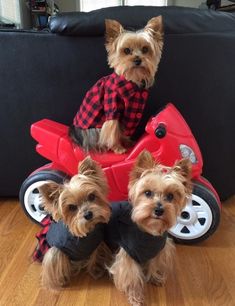 Dogs And Puppies, Puppies, Yorkie Dogs, Yorkie Puppy, Yorkies, Biewer Yorkie, Yorkshire Terrier Puppies, Yorkshire Terrier Dog, Cute Dogs And Puppies