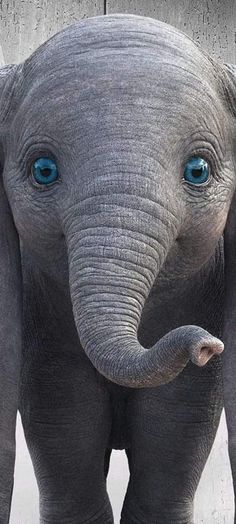 an elephant with blue eyes standing in front of a fence