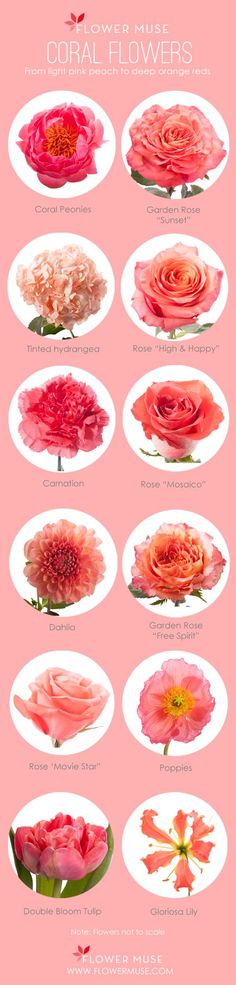 Our Favorite: Coral Flowers - more on Flower Muse blog Wedding Colours, Bridal Bouquet, Coral Wedding Flowers, Wedding Colors