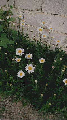 Flowers, Bonito, Sunflowers And Daisies, Flowers Photography, Plant Aesthetic