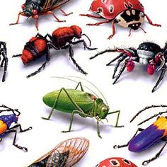 a group of bugs and other insect species on a white background with numbers in the middle