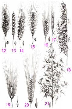 Kindegarten, Handarbeit, Korn, Botanical Tattoo, Botanical Illustration, Abstract