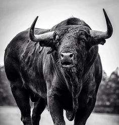 a black and white photo of a bull with large horns standing in the middle of a road