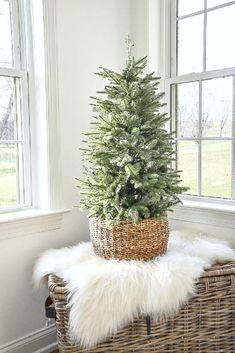 a small christmas tree in a wicker basket on a bench next to a window
