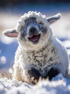 a sheep is laying in the snow and yawning