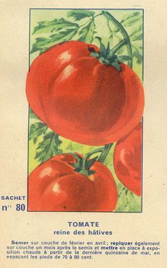an old postcard with tomatoes on it