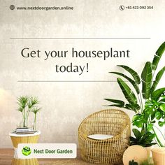 Houseplants have a unique way of bringing life into a room and creating a calming atmosphere. Get yours right away! To know more, reach out to us @ 🌐www.nextdoorgarden.online ☎️+61 423 092 354 📧 nxtdoorgarden@gmail.com #nextdoorgarden #houseplant #garden #hangingplants #gardentips #gardenlife #iloveplant #instaplant #freeshipping #plant #gardening #nature #neighborhood #flower #environtmental #sharing #lovegardening #gardeningismytherapy🌱 Home Décor, Home Decor