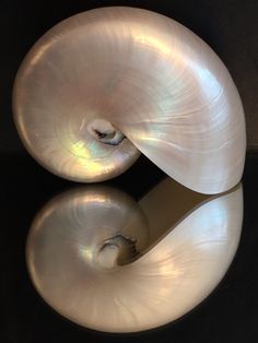 two large white shells sitting next to each other on a black surface with reflections in the water