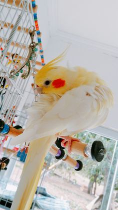 a yellow and white bird is perched on a perch