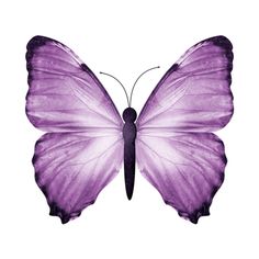 a purple butterfly on a white background