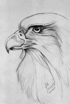 Arte Draw, Drawing Tutorials, Kunst, Wolf, Drawings, Drawing Sketches, Eagle Drawing, Cool Drawings