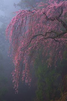 a tree with pink flowers in the fog