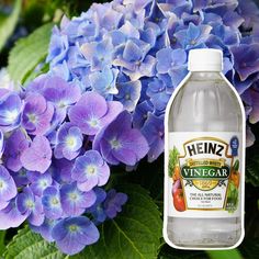 a bottle of vinegar next to some blue hydrangea flowers and green leafy leaves