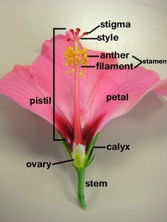 parts of a flower - hibiscus, good diagram for parts of a plant unit that shows an actual flower Floral, Botany, Parts Of A Flower, Plant Dissection, Flower Parts, Daffodil