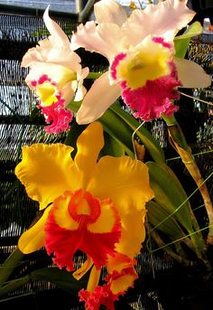 Beautiful Anggrek Orchids Flower Images