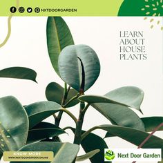 Plants are green, leafy, and perfect for those looking to add some life to their home or office space. They also make excellent gifts! Get your plants today! For more info, reach out to us @ 🌐 www.nextdoorgarden.online ☎ +61 423 092 354 📧 customerservice@nextdoorgarden.online #plants #botanical #flowerphotography #plantsmakepeoplehappy House Plants, Plants, Plants Online, Houseplants, Garden, Botanical, Green, Flowers Photography, Life