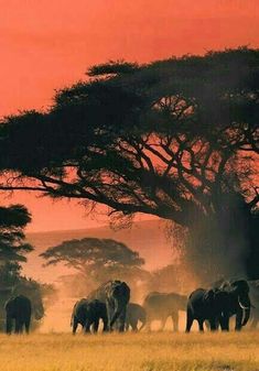 a herd of elephants walking across a grass covered field under a large tree with red sky in the background