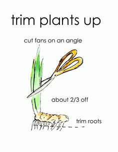 a plant that has scissors in it and the words trim plants up cut tans on an angle about 2 / 3 off thin roots